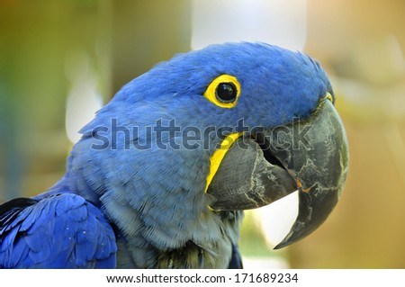 The Hyacinth Macaw (Anodorhynchus hyacinthinus), or Hyacinthine Macaw, is a parrot native to central and eastern South America.
