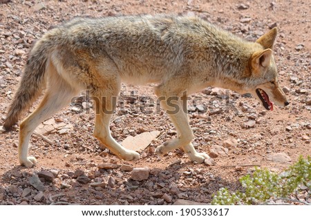 The coyote, also known as the American jackal, brush wolf, or the prairie wolf, is a species of canine found throughout North and Central America
