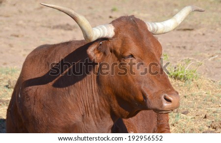 The Texas Longhorn is a breed of cattle known for its characteristic horns, which can extend to 7 ft (2.1 m)[1] tip to tip for steers and exceptional cows.