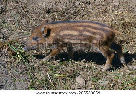 Common wild boar piglet ( marcassin ).