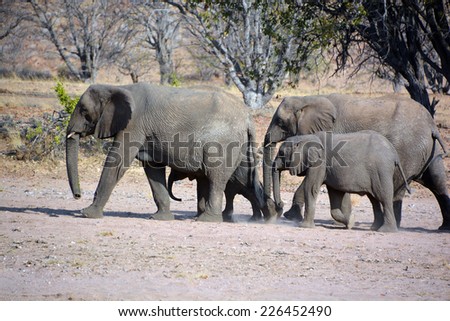 Desert elephants are not a distinct species of elephant but are African bush elephants (Loxodonta africana) that have made their homes in the Namib and Sahara deserts.