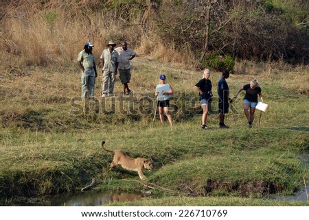 VICTORIA FALLS ZIMBABWE OCT 13: People walking with lions on oct 13 2014 in Victoria falls Zimbabwe. People can take part in, all in support of the larger conservation efforts to save the African Lion