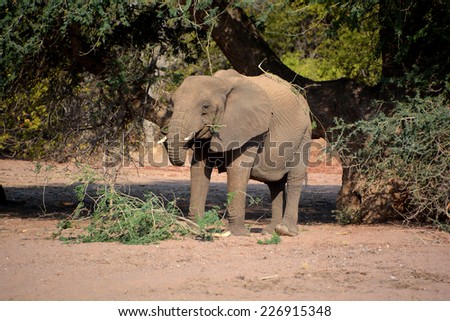 Desert elephants are not a distinct species of elephant but are African bush elephants (Loxodonta africana) that have made their homes in the Namib and Sahara deserts. soft focus