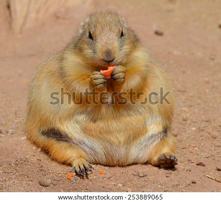 Prairie dogs are burrowing rodents native to the grasslands of North America. The five different species of prairie dogs are: black-tailed, white-tailed, Gunnison\'s, Utah, and Mexican prairie dogs