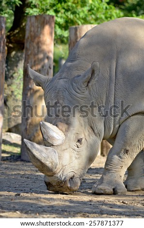 Rhinoceros also known as rhino, is a group of five extant species of odd-toed ungulates in the family Rhinocerotidae. Two of these species are native to Africa and three to southern Asia.