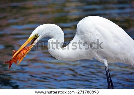 White heron eating koi fish. The great egret (Ardea alba), also known as the common egret, large egret or (in the Old World) great white heron is a large, widely distributed egret