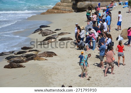 LA JOLLA CA USA APRIL 07: Tourist watch seals in La Jolla is an neighborhood in San Diego, California. It is a hilly seaside of curving coastline along the Pacific On april 05 2015 in La Jolla CA USA