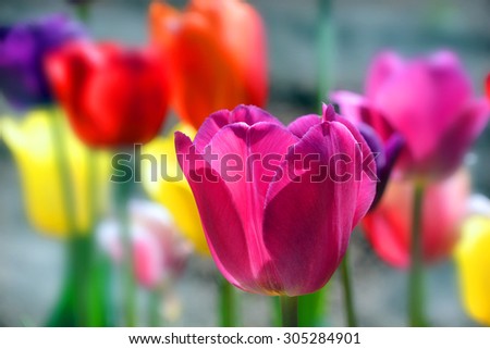 Tulips field is a perennial, bulbous plant with showy flowers in the genus Tulipa, of which up to 109 species