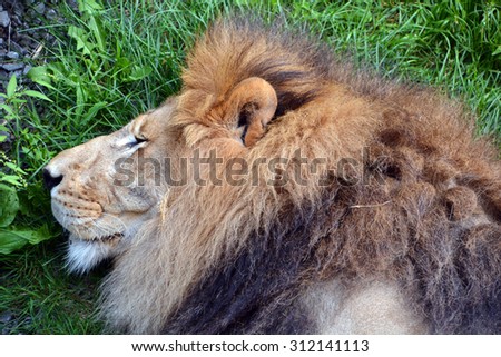 Male lion: Highly distinctive, the male lion is easily recognized by its mane, and its face is one of the most widely recognized animal symbols in human culture.