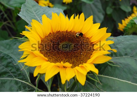 Sunflower Montreal Botanical Garden