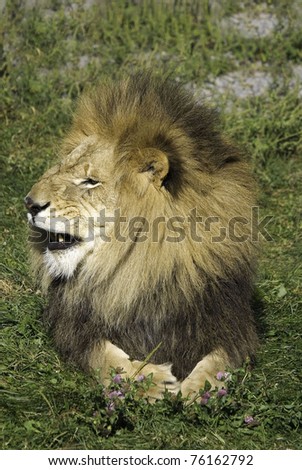 The lion (Panthera leo) is one of the four big cats in the genus Panthera, and a member of the family Felidae