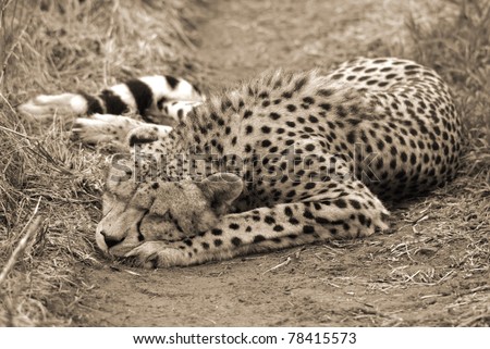 The cheetah is a large-sized feline inhabiting most of Africa and part of the Middle East.The cheetah is the only extant member of the genus Acinonyx,most notable for modifications in the species paws