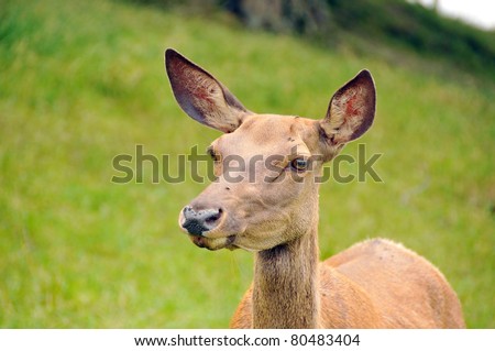 Young red deer (Cervus elaphus) is one of the largest deer species. Depending on taxonomy, the Red Deer inhabits most of Europe, the Caucasus Mountains region, Asia Minor, parts of western Asia.