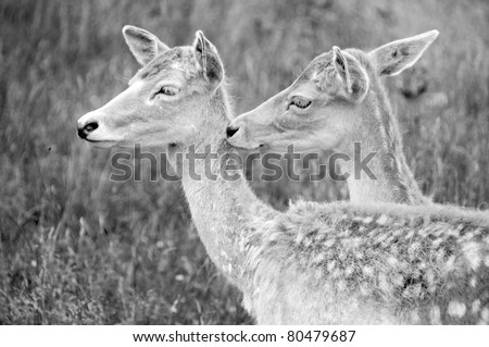 Young couple of deer. Deer are the ruminant mammals forming the family Cervidae. Species in the Cervidae family include White-tailed deer, Elk, Moose, Red Deer, Reindeer, Roe and Chital.