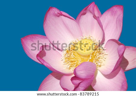 Isolated lotus flower.Nelumbo nucifera, known by a number of names including Indian Lotus, Sacred Lotus, Bean of India, or simply Lotus, is a plant in the monogeneric family Nelumbonaceae.