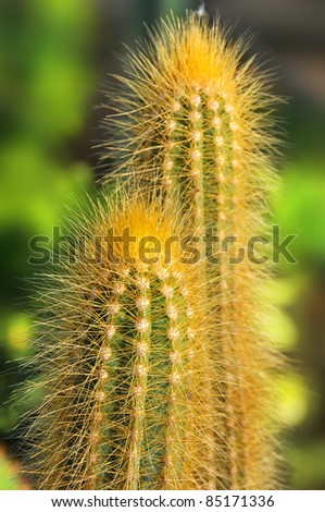 Close-up cactus (plural: cacti, cactuses or cactus) is a member of the plant family Cactaceae. Their distinctive appearance is a result of adaptations to conserve water in dry and/or hot environments.