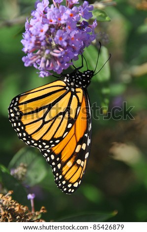 The Monarch butterfly (Danaus plexippus) is a milkweed butterfly (subfamily Danainae), in the family Nymphalidae. It is perhaps the best known of all North American butterflies.