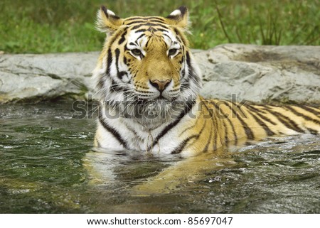 The tiger Panthera tigris a member of the Felidae family, is the largest of the four 