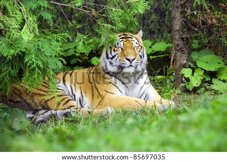 The tiger Panthera tigris a member of the Felidae family, is the largest of the four \