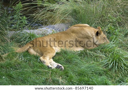 The lion Panthera leo is 1 of the four big cats in the genus Panthera and a member of the family Felidae. With some males exceeding 250 kg in weight it is the second-largest living cat after the tiger