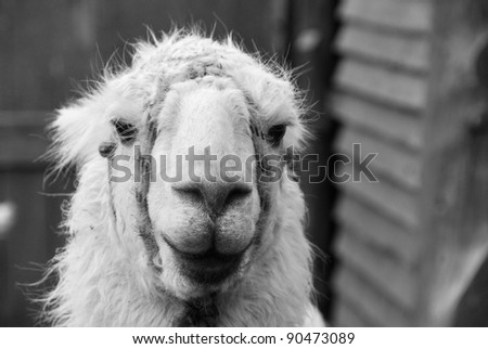 El Chaten Argentina, the llama (Lama glama) is a South American camelid, widely used as a meat and pack animal by Andean cultures since pre-Hispanic times.