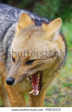 The culpeo (Lycalopex culpaeus), sometimes known as the culpeo zorro or Andean fox (wolf), is a South American species of wild dog. Torres del paine, Patagonia, Chili