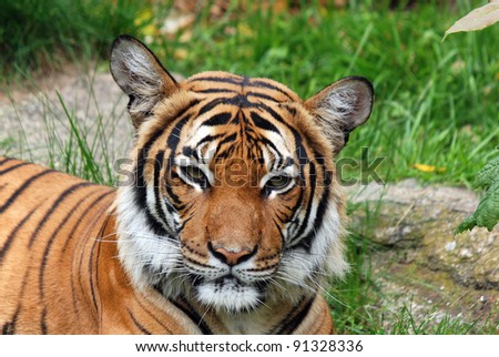 The tiger (Panthera tigris) is the largest cat species. Their most recognizable feature is a pattern of dark vertical stripes on reddish-orange fur with lighter underparts