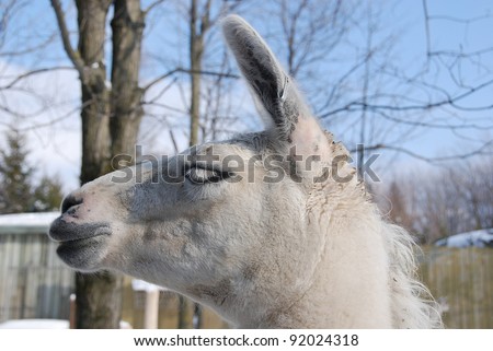 the llama (Lama glama) is a South American camelid, widely used as a meat and pack animal by Andean cultures since pre-Hispanic times.
