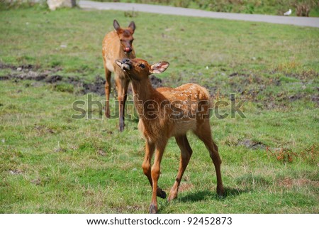The red deer is one of the largest deer species. Depending on taxonomy, the red deer inhabits most of Europe, the Caucasus Mountains region, Asia Minor, parts of western Asia, and central Asia