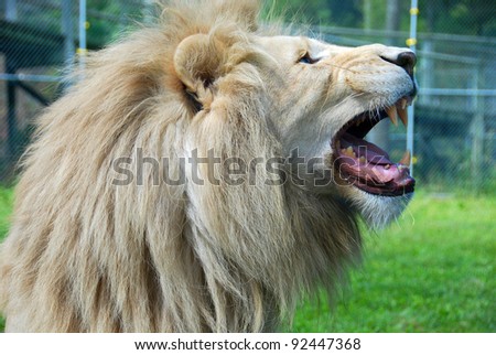The white lion is occasionally found in wildlife reserves in South Africa and is a rare color mutation of the Kruger subspecies of lion (Panthera leo krugeri).