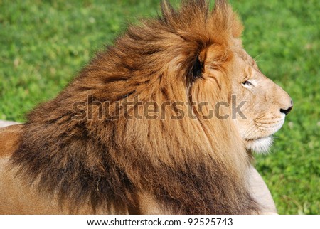 The lion is one of the four big cats in the genus Panthera, and a member of the family Felidae. With some males exceeding 250 kg (550 lb) in weight, it is the second-largest living cat after the tiger