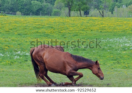 Horse lying down in a bow.