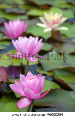 Nymphaeaceaeis a family of flowering plants. Members of this family are commonly called water lilies and live in freshwater areas in temperate and tropical climates around the world.