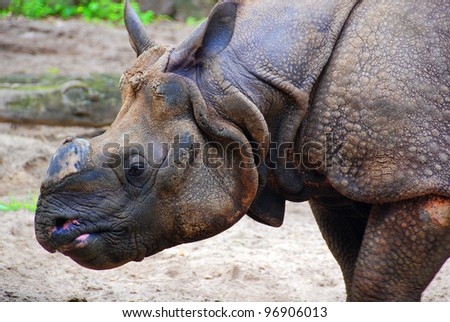 The Indian rhinoceros (Rhinoceros unicornis) is also called greater one-horned rhinoceros and Asian one-horned rhinoceros and belongs to the Rhinocerotidae family.