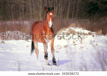Red-haired blue-eyed horse in the forest