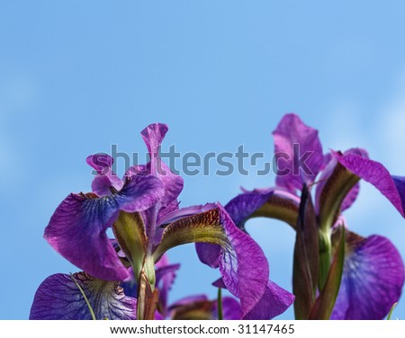 Deep purple Japanese irises photographed from low angle looking toward the sky