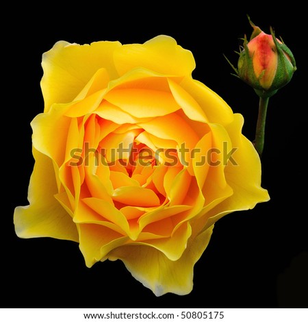 Yellow English Rose