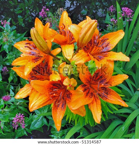 Tango Asiatic Lily (Lilium) - Liliaceae