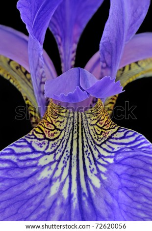 Blood Iris (Iris Sanguinea) Iridaceae - Macro Image