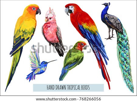 Vector hand drawn collection of beautiful exotic tropical birds. Isolated on white background.
