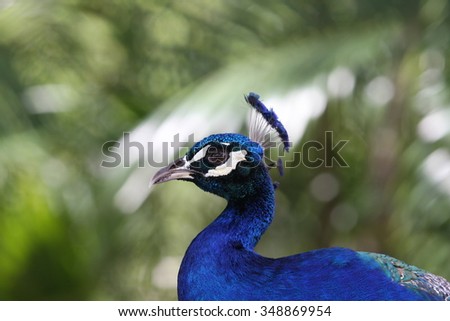 Vibrant blue peacock close-up with blurry palm leave background