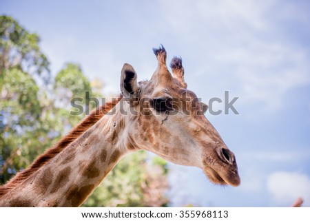Close up photo of young cute giraffe grazing