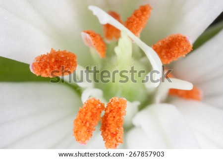 White geranium flower macro. Close up. Background