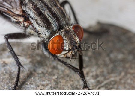 Common house fly macro portrait. It is a little bit dirty and trying to clean it self. Focus on red eyes.