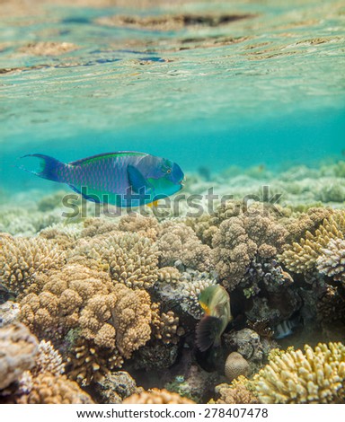 Underwater landscape. Red sea coral reef.  Big scarus fish swimming around