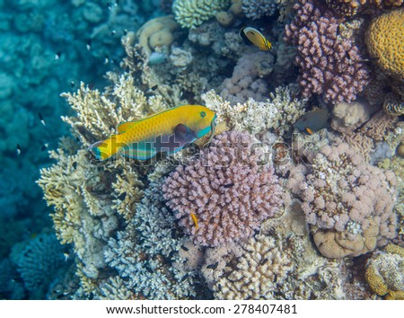 Underwater landscape. Red sea coral reef. Medium size yellow scarus fish