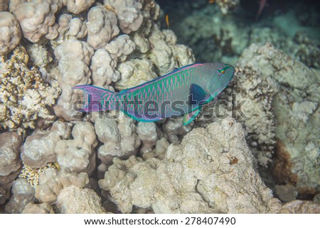 Underwater landscape. Red sea coral reef. Medium size green scarus fish