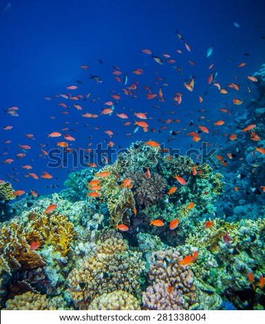 school of anthias - sea goldie at a beautiful red sea coral reef
