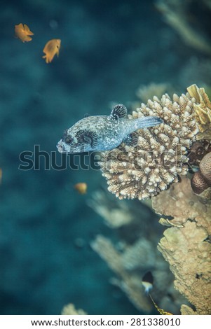 Masked pufferfish - Arothron diadematus swimming near the corals. This fish can be seen only in Red Sea