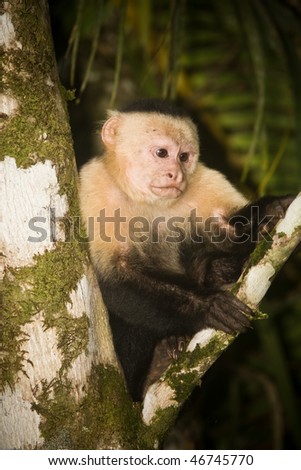 White face Capuchin Monkey in tree.